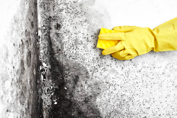 Crawl Space Mold Removal in Kissee Mills, MO