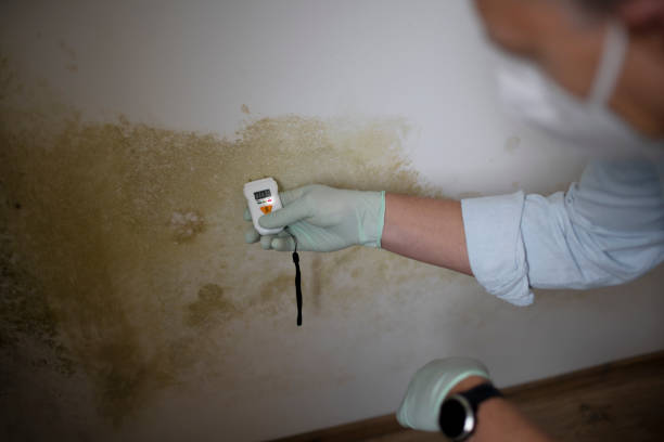 Best Mold Removal Process  in Kissee Mills, MO
